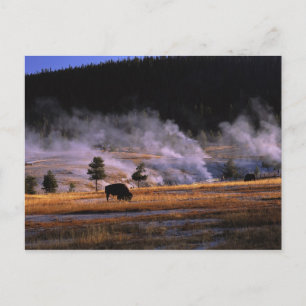 Bizons grazen in het Upper Geyser Basin Briefkaart