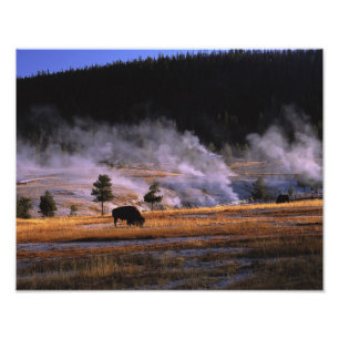 Bizons grazen in het Upper Geyser Basin Foto Afdruk