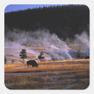 Bizons grazen in het Upper Geyser Basin Vierkante Sticker