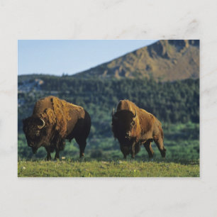 Bizons in Waterton Lakes National Park Briefkaart