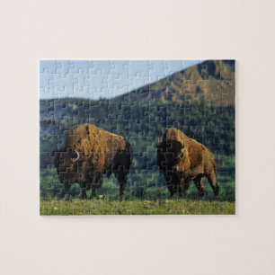 Bizons in Waterton Lakes National Park Legpuzzel