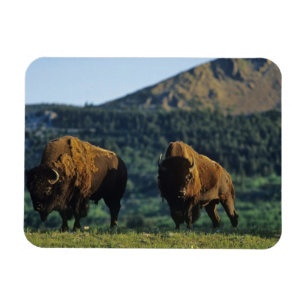 Bizons in Waterton Lakes National Park Magneet