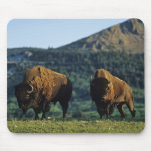 Bizons in Waterton Lakes National Park Muismat