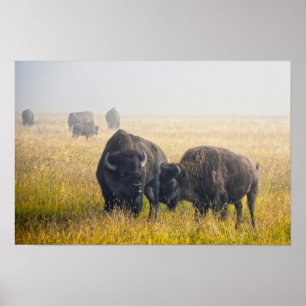 Bizons in Yellowstone het hof maken Poster