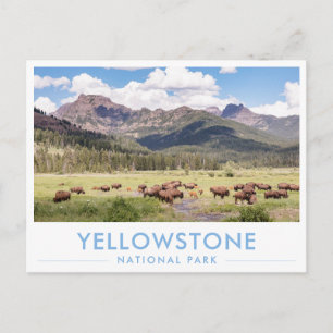 Bizons in Yellowstone National Park Zomer Berg Briefkaart