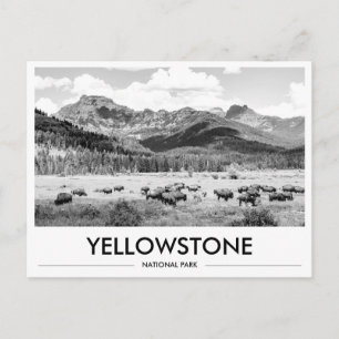 Bizons in Yellowstone National Park Zwart & Wit Briefkaart