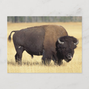 Bizonstier in Yellowstone National Briefkaart