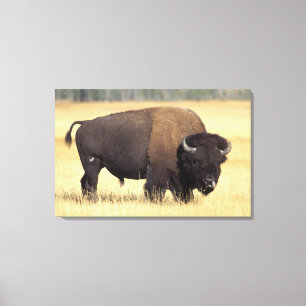 Bizonstier in Yellowstone National Canvas Afdruk