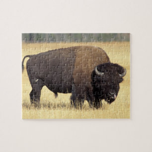 Bizonstier in Yellowstone National Legpuzzel