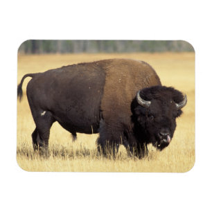Bizonstier in Yellowstone National Magneet