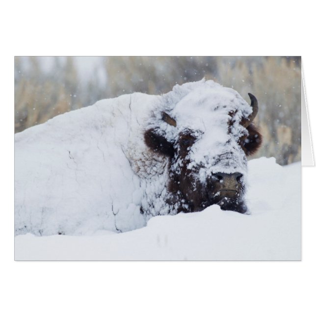 Bizonstier, winterjas (Voorkant Horizontaal)