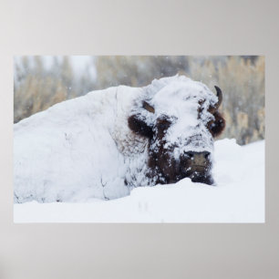 Bizonstier, winterjas poster