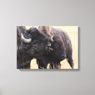 bizonvriendschap canvas afdruk