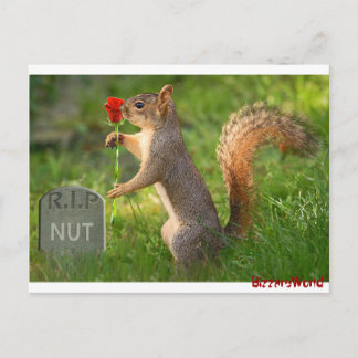 BizzareWorld Mourning Squirrel Post Cards Briefkaart