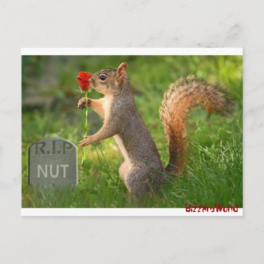 BizzareWorld Mourning Squirrel Post Cards Briefkaart (Voorkant)