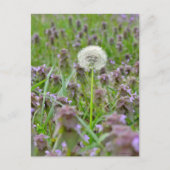 Blaas het niet! paardebloem briefkaart (Voorkant)