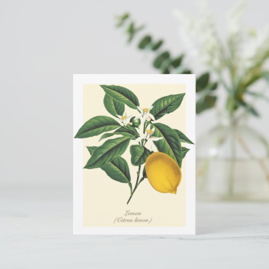  blaasbloem met botanische lonten briefkaart (Staand voorkant)