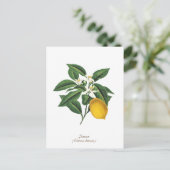  blaasbloem met botanische lonten briefkaart (Staand voorkant)