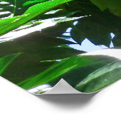 Blaasboombladeren Poster (Hoek)