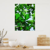 Blaasboombladeren Poster (Keuken)