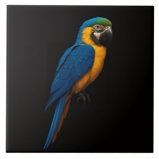 Black 4 Luxe Tile with Blue Yellow Macaw Tegeltje (Voorkant)
