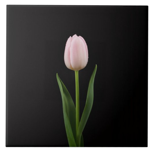 Black 4 Luxe Tile with Blush Pink Tulip Tegeltje (Voorkant)