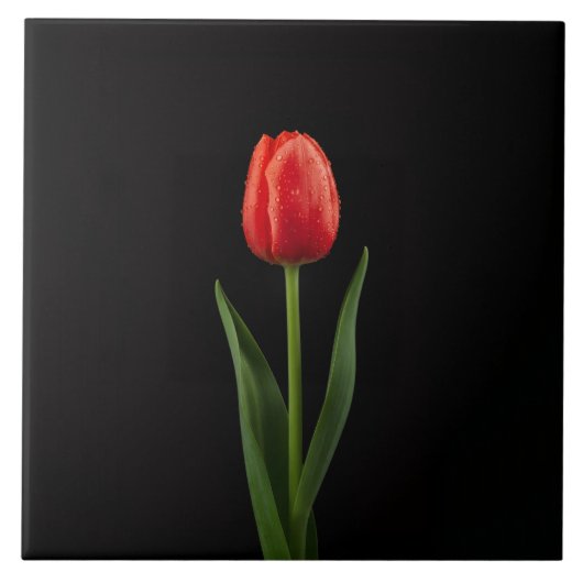 Black 4 Luxe Tile with Ruby Red Tulip Tegeltje (Voorkant)