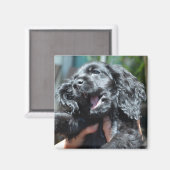 Black American Cocker Spaniel Puppy 10 weken oud Magneet (Voorkant / Achterkant)