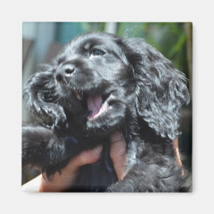 Black American Cocker Spaniel Puppy 10 weken oud Magneet