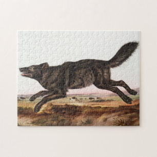 Black American Wolf (Canis lupus) Illustratie Legpuzzel