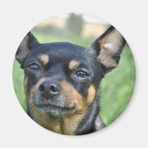 Black and Brown Chihuahua Magnet Magneet