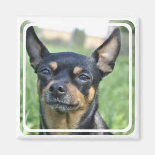 Black and Brown Chihuahua Magnet Magneet