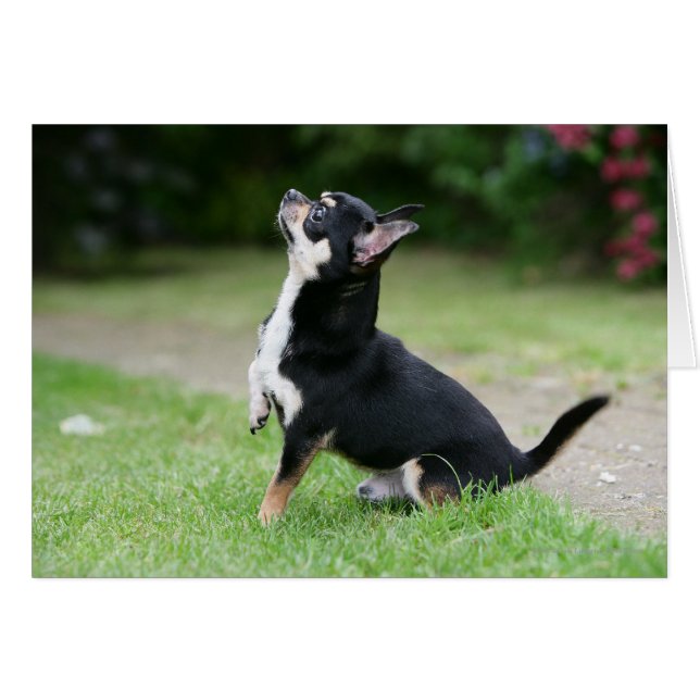 Black and Cream Chihuahua (Voorkant Horizontaal)