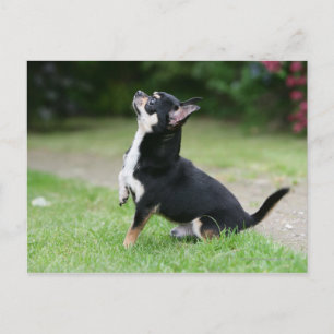 Black and Cream Chihuahua Briefkaart