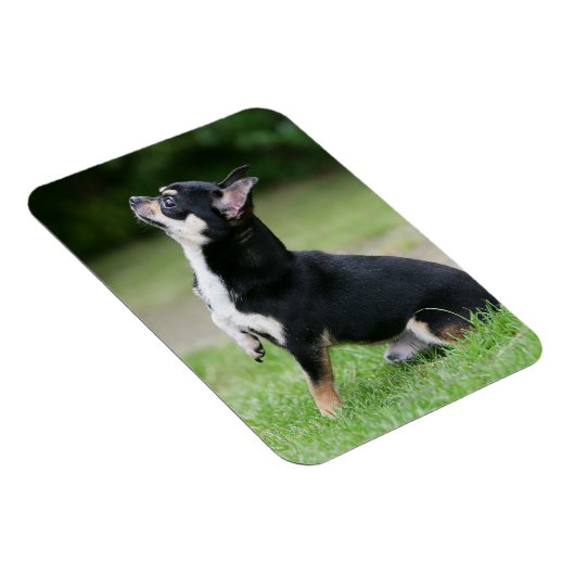 Black and Cream Chihuahua Magneet (Rechterzijde)