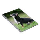 Black and Cream Chihuahua Notitieboek (Rechterzijde)