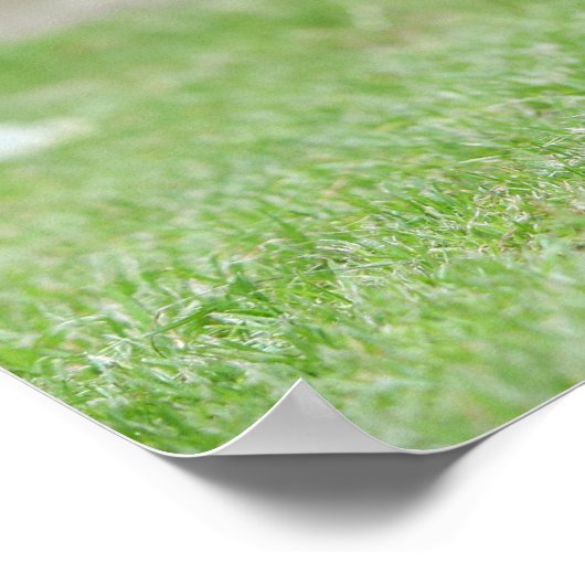 Black and Cream Chihuahua Poster (Hoek)