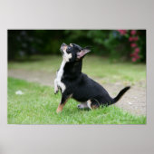 Black and Cream Chihuahua Poster (Voorkant)