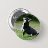 Black and Cream Chihuahua Ronde Button 5,7 Cm (Voorkant /achterkant)