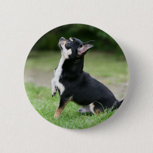 Black and Cream Chihuahua Ronde Button 5,7 Cm