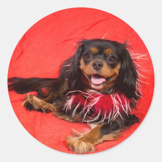Black and Tan Cavalier King Charles in Red Sticker (Voorkant)