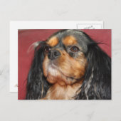 Black and Tan Cavalier King Charles Spaniel Briefkaart (Voorkant / Achterkant)