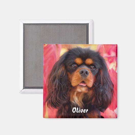 Black and Tan Cavalier King Charles Spaniel Dog Magneet (Voorkant / Achterkant)