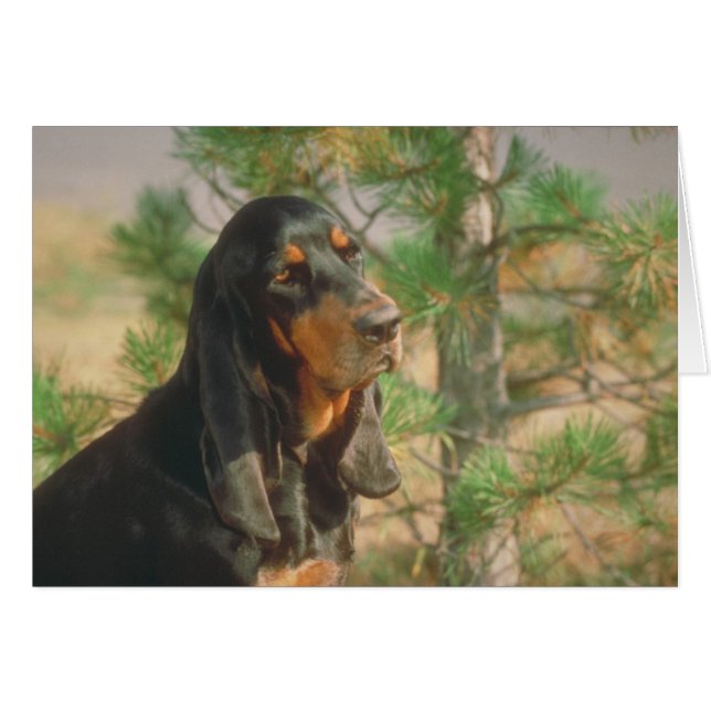 Black and Tan Coonhound (Voorkant Horizontaal)