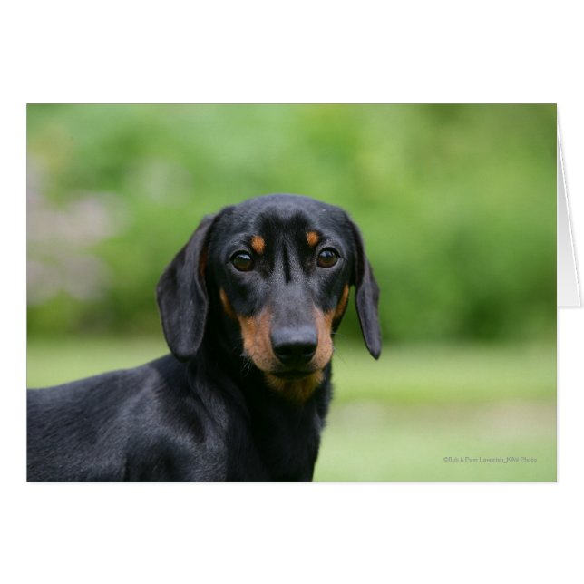 Black and Tan Miniture Dachshund 1 (Voorkant Horizontaal)