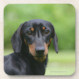 Black and Tan Miniture Dachshund 1 Bier Onderzetter