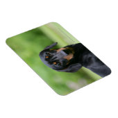 Black and Tan Miniture Dachshund 1 Magneet (Rechterzijde)
