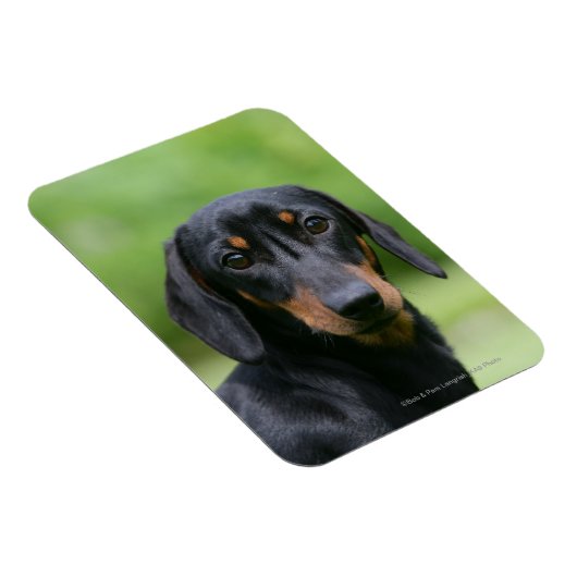 Black and Tan Miniture Dachshund 1 Magneet (Rechterzijde)