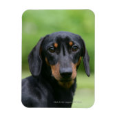 Black and Tan Miniture Dachshund 1 Magneet (Verticaal)
