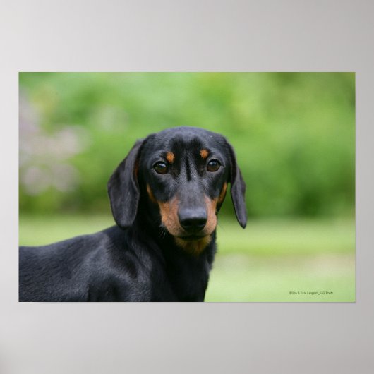 Black and Tan Miniture Dachshund 1 Poster (Voorkant)